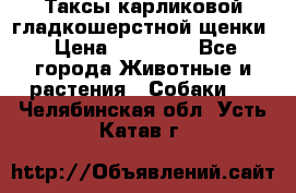 Таксы карликовой гладкошерстной щенки › Цена ­ 20 000 - Все города Животные и растения » Собаки   . Челябинская обл.,Усть-Катав г.